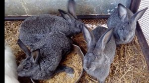 Можно ли кормить кроликов ячменем