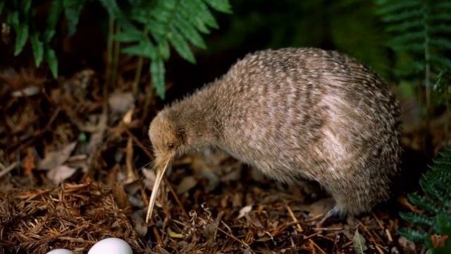 Птица киви (лат. Apteryx) смотреть онлайн