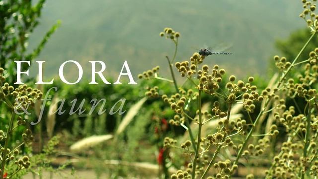 Viña Tarapacá | Home of Biodiversity смотреть онлайн