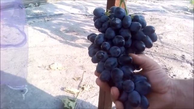 ?ВИНОГРАД ЛОРАНО ОБЗОР смотреть онлайн