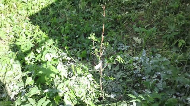 Кизил в Подмосковье смотреть онлайн