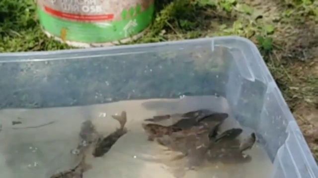 Пруд на даче. Зарыбление своего пруда на даче. Выращивание рыбы в своем пруду на даче. смотреть онлайн