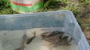 Пруд на даче. Зарыбление своего пруда на даче. Выращивание рыбы в своем пруду на даче.