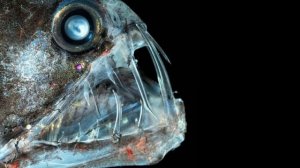 Удивительные глубоководные рыбы.