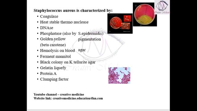 Lec 11 Staphylococcus Features || MICROBIOLOGY || Microbiology смотреть онлайн