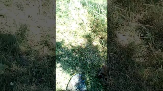 Копаю-отдыхаю с металлоискателем ШАНС смотреть онлайн