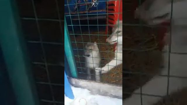 Западно-сибирские лайки .Москва 89 25 825 7777