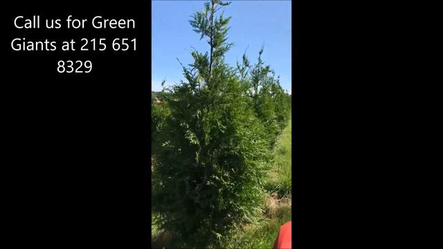 Thuja Plicata Green Giants Grown In Bucks County смотреть онлайн