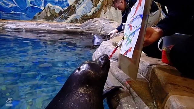 Нерпа рисует