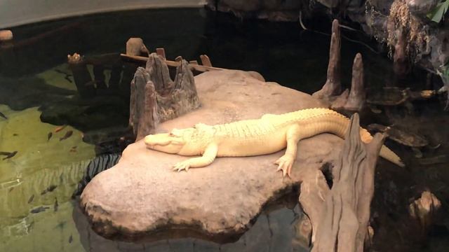 Albino Alligator (Alligator Mississippiensis)