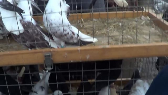 02,03,24 СБОРНАЯ ЯРМАРКА ГОЛУБЕЙ. БРОННИЦЫ. часть 2 смотреть онлайн