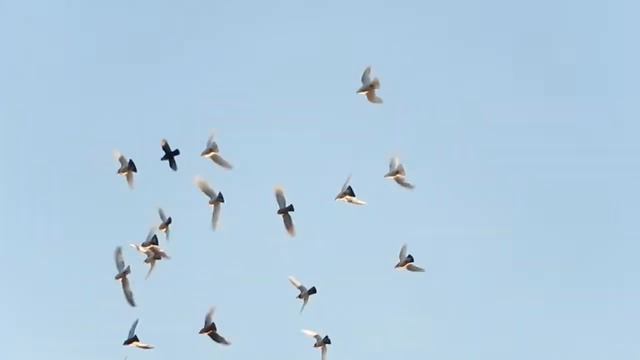 Nikon Coolpix S9500 2× lassított videó (2× slow-motion 60 fps sample movie) смотреть онлайн