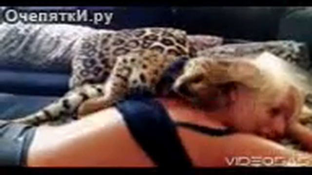 Хищная домашняя киса ласкается к хозяйке смотреть онлайн