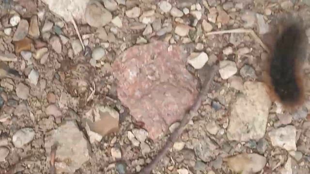 Я увидел волосатую (пушистую) гусеницу (может быть опасно в некоторых странах)?? смотреть онлайн