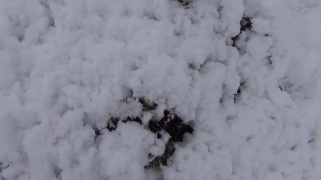 Подснежник Прострел желтеющий или Сон трава Цветы из под снега 20 мая 2018 смотреть онлайн