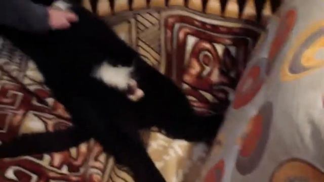 Кисуля балдеет))) смотреть всем!!!!!! смотреть онлайн