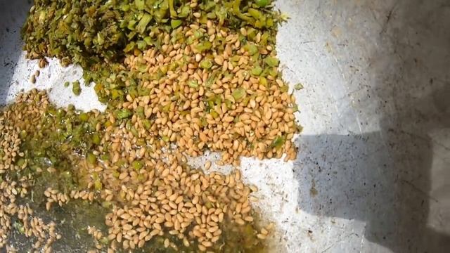 заготовка семян шиповника для подвоя смотреть онлайн