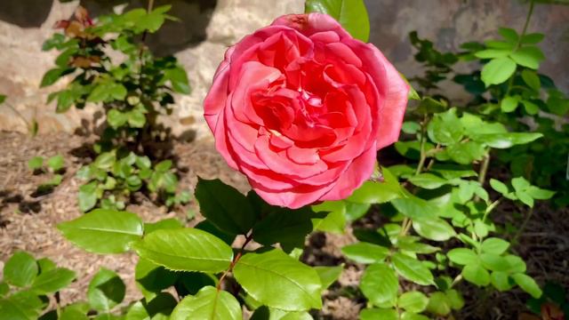 Fragonard Rose Delbard 07062020