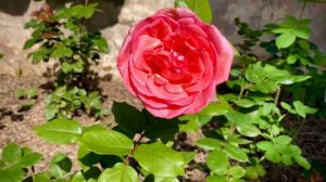 Fragonard Rose Delbard 07062020
