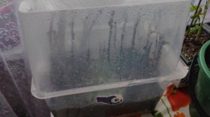 Укоренение киви/как укоренить киви/мой личный опыт