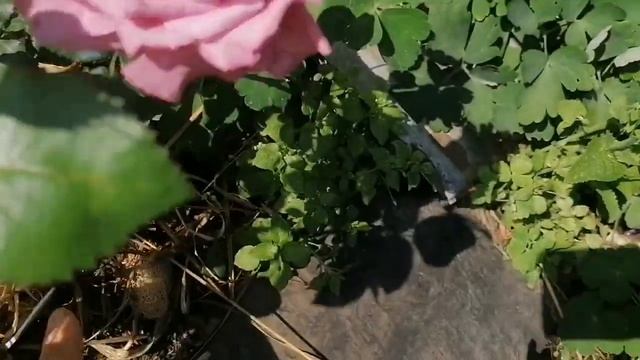 "Сборная Солянка" из цветущих первогодок?? смотреть онлайн