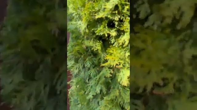 Немножко с курса Топиарная стрижка от Eva_topiary_gardens Спасибо за обучение? смотреть онлайн