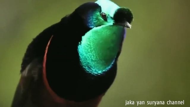 BURUNG ASTRAPIA EKOR PITA (Astrapia mayeri) смотреть онлайн