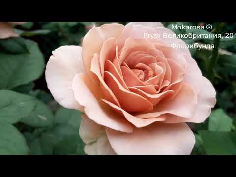 Любуюсь розами. смотреть онлайн