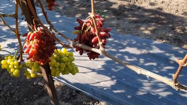 Очень вкусный виноград,описание Индианы,Черного кристалла,оскара А Этот винограда трещит как собака смотреть онлайн