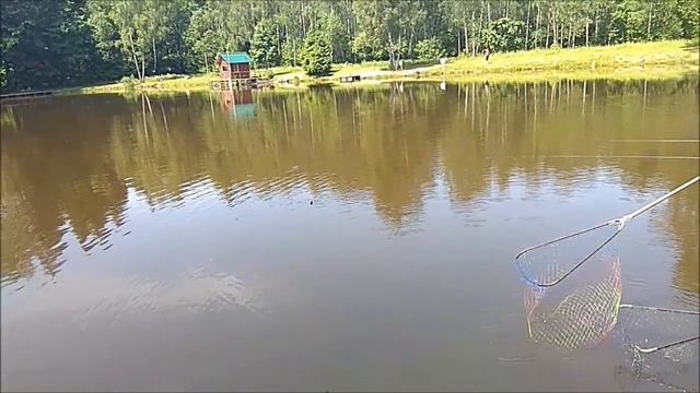 Осётр меняет горизонт поклёвок. смотреть онлайн