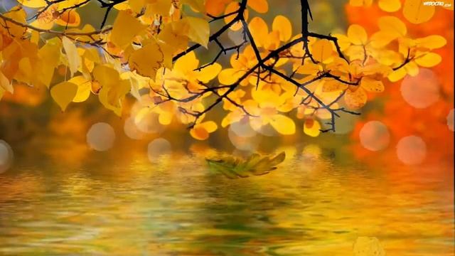 Футаж для осени Autumn footage смотреть онлайн