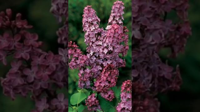 любимая сирень смотреть онлайн