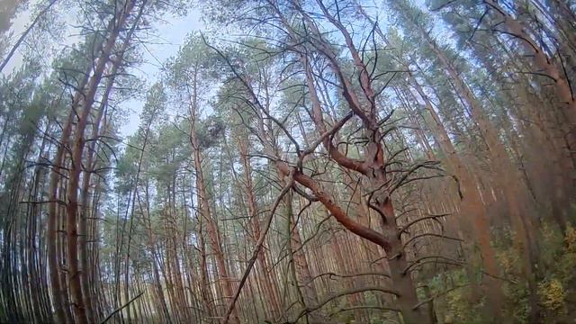 Короткометражка: СОСНЫ (DEEP FOREST FPV) смотреть онлайн