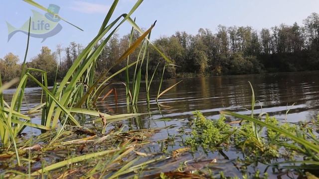 Аромат который исходит от этого кусочка сводит рыб с ума+красивая игра в воде! Рыбалка на кожу куры смотреть онлайн