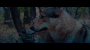 Tural Everest, Руслан Добрий - Волки мы в ночных лесах
