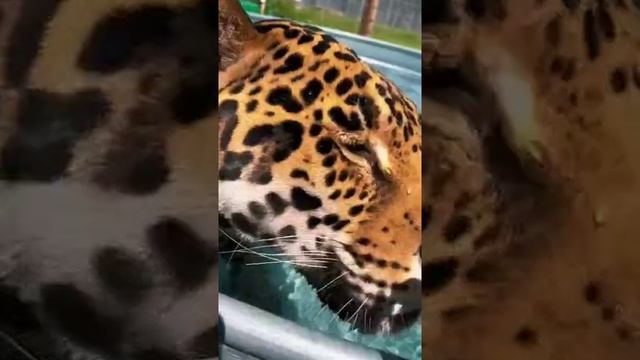 киса смотреть онлайн