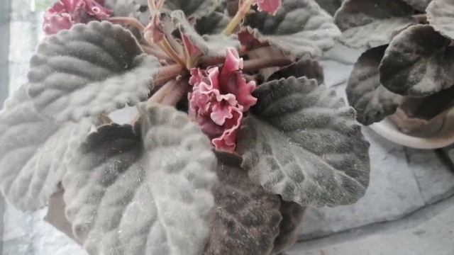 Правила ухода за фиалками в зимний период в домашних условиях смотреть онлайн