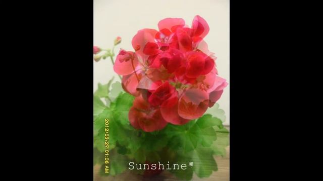 Pelargonium Flower Fairy Velvet смотреть онлайн