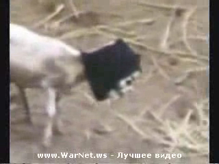 Глупо,но угарно! смотреть онлайн