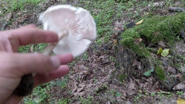 Macrolepiota procera - ciupercuta zilei - piciorul caprioarei, palaria sarpelui смотреть онлайн