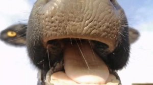 Как жуёт корова.