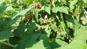 Прималба – новый ранний ремонтантный сорт малины