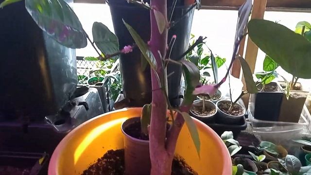 Что стало с прививками на диком апельсине/ Весна 2022/ Цитрусовый Рай МариАны смотреть онлайн