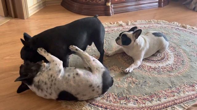 Не давайте французским бульдогам тёплую колбасу !!!