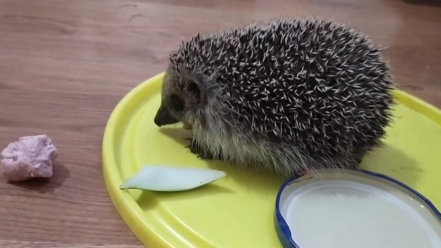 Детёныш ежа. Нашли едва живого. смотреть онлайн