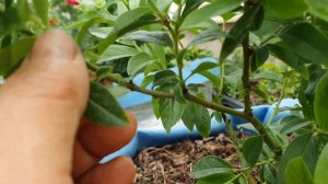 Формировка молодого куста голубики Норткантри.