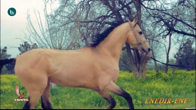 Gurbandurdy Gurbansähedow - Enedir Ene | 2020 (goşgy)