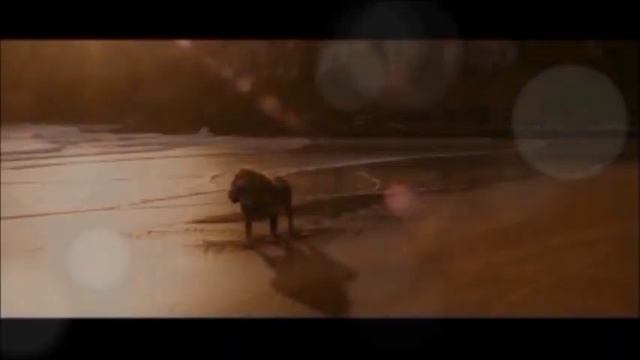 The Chronicles of Narnia: The Magician's Nephew FANMADE trailer смотреть онлайн