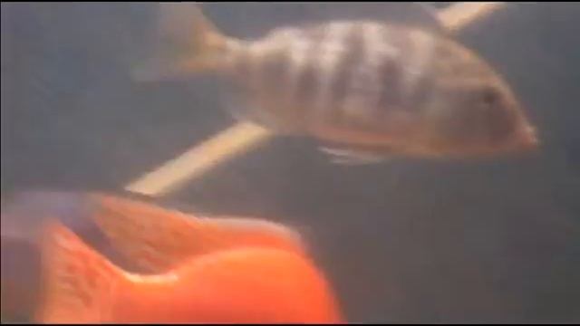Bonappetite: The Venustus x Blue Dolphin Hybrid RARE CICHLID смотреть онлайн