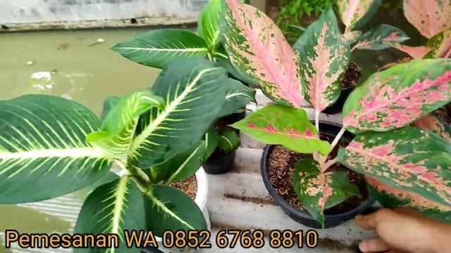 Aglonema cantik-cantik siap di borong...harga ekonomis смотреть онлайн